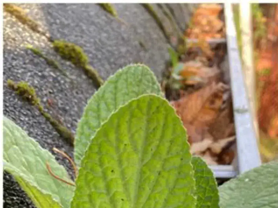 Small moss cushions on shingles at the roof edge, a weed growing from the gutter
