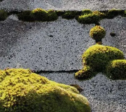 Close up: cushions of moss sitting on and between asphalt shingle courses