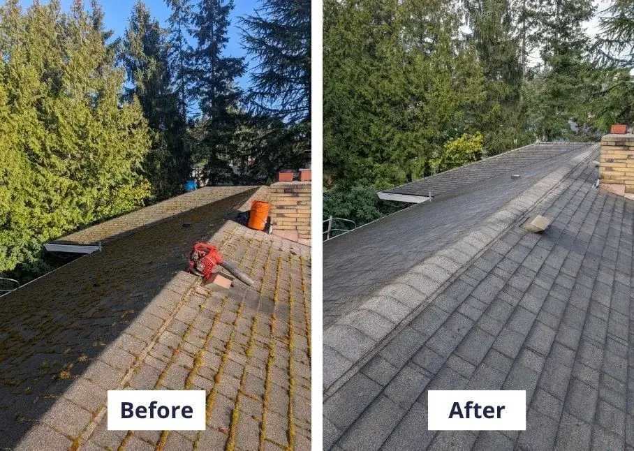 Shingle roof beside tall evergreens, moss and needles before and clean slopes after