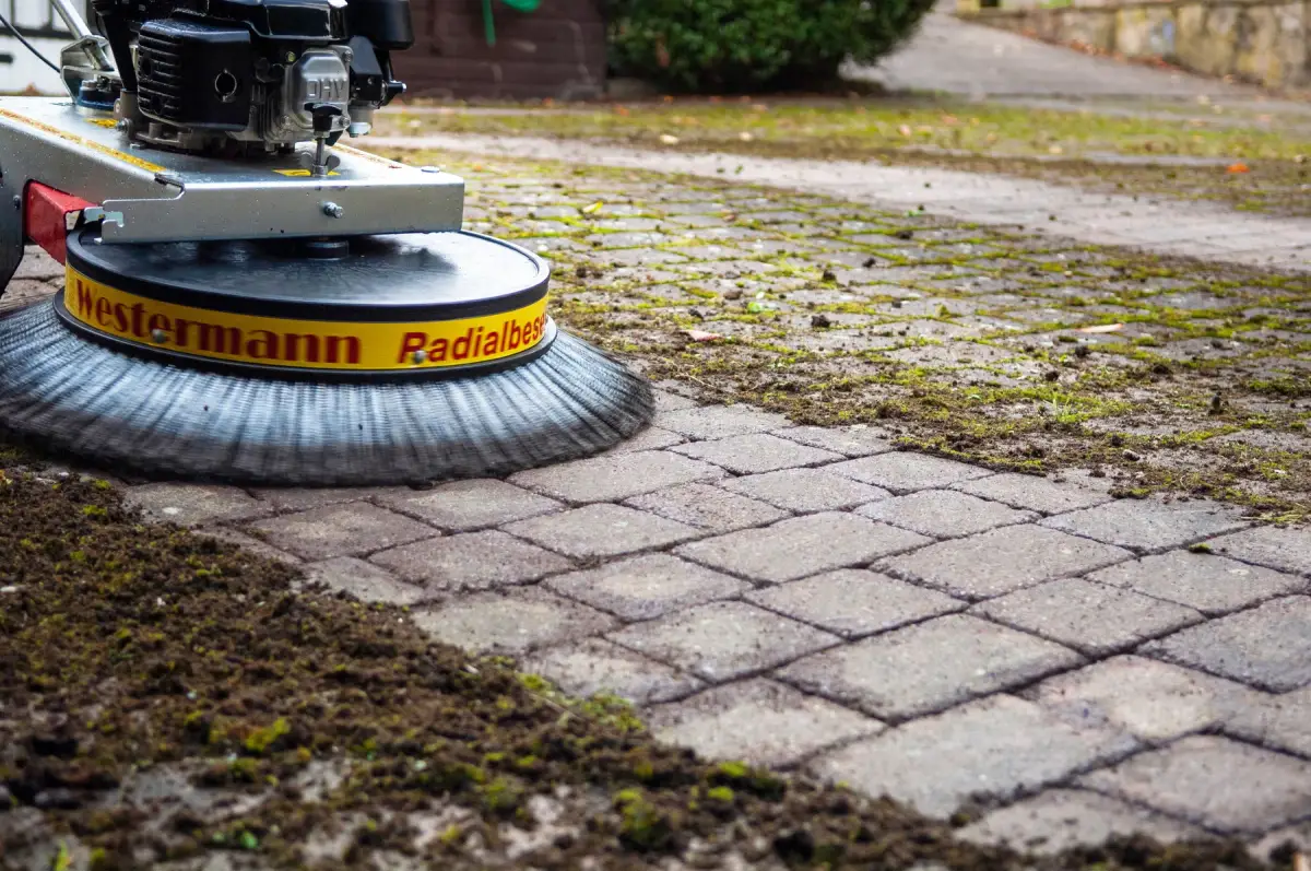 Moss-filled joints between paving blocks beside a strip already brushed clean