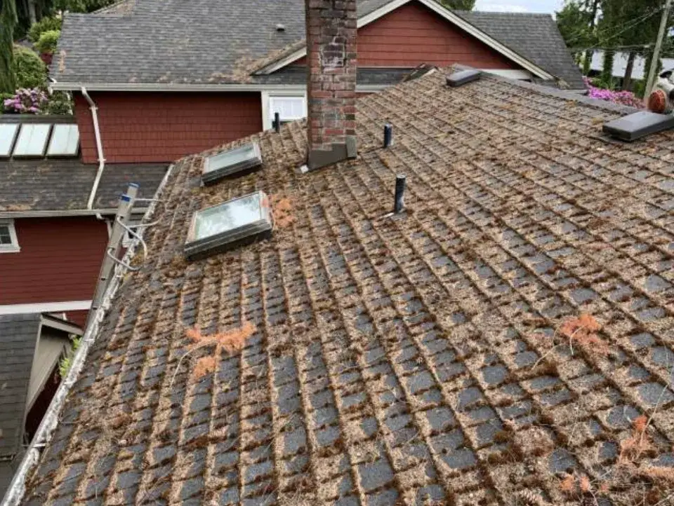 A shaded shingle slope under heavy needle litter and moss, skylights and chimney in shot