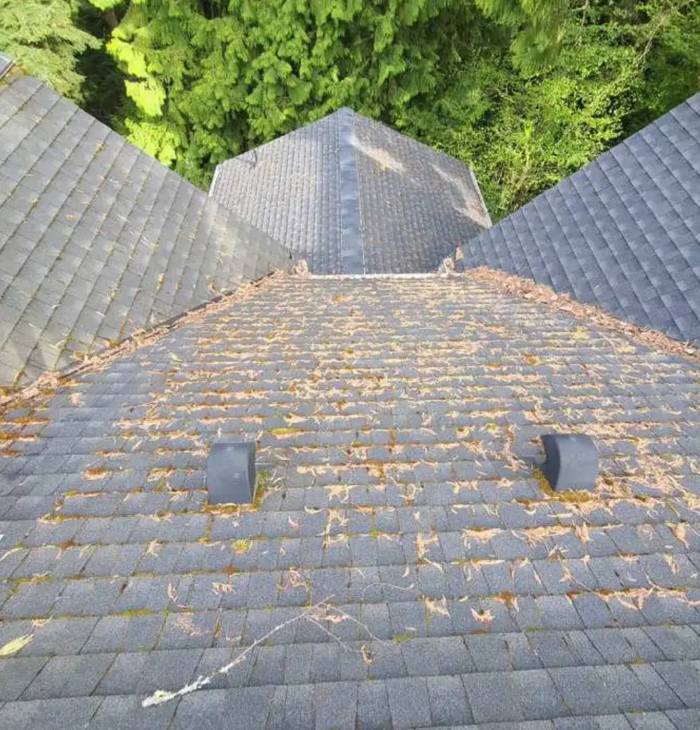 Before: asphalt shingles under needle litter, thin lines of moss along the courses